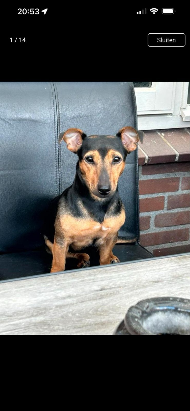 Verwacht: jack russel pups black en tan ️, Jack Russell Terriër, 8 tot 15 weken, Meerdere, Meerdere dieren