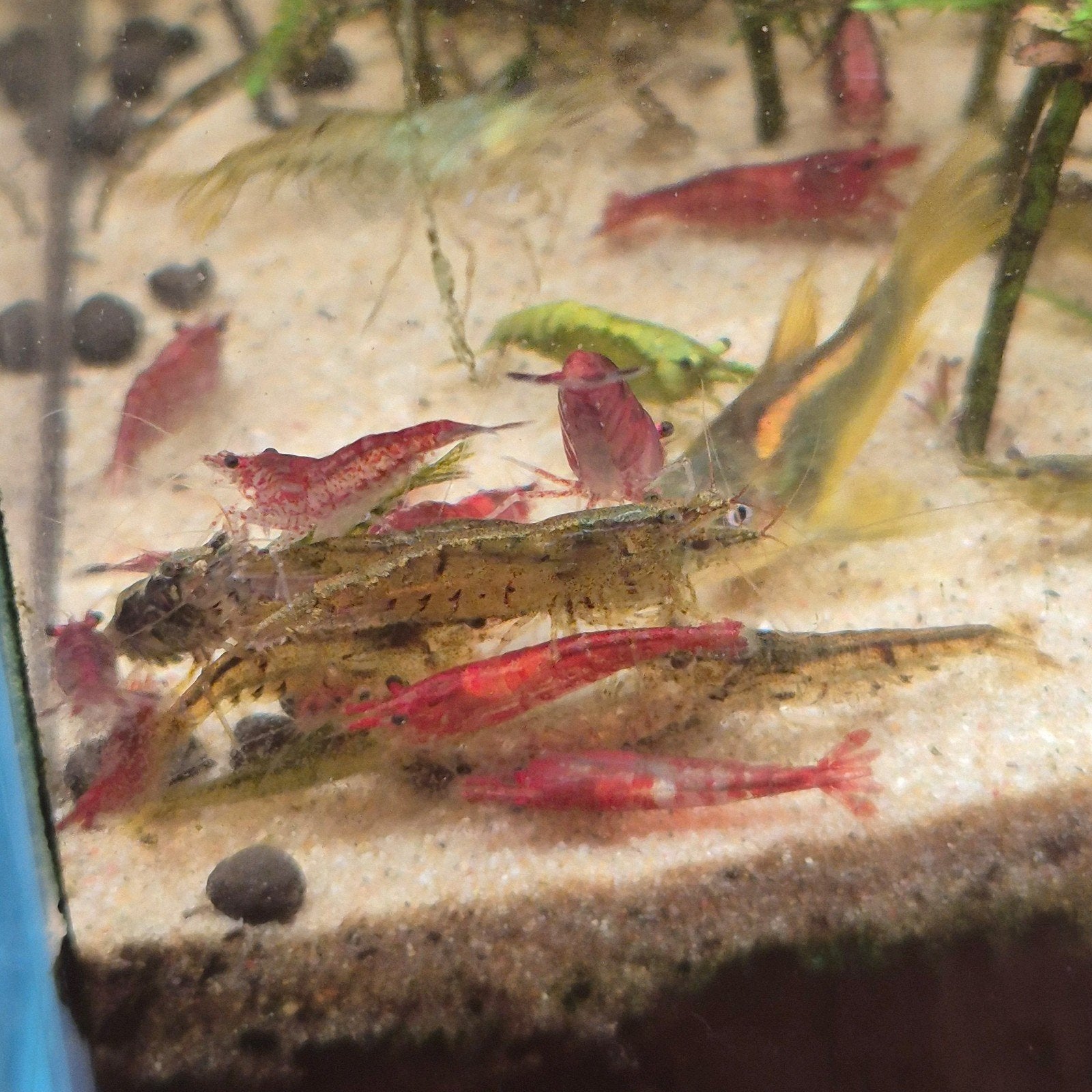 Allerlei garnalen €1, Kreeft, Krab of Garnaal, Zoetwatervis