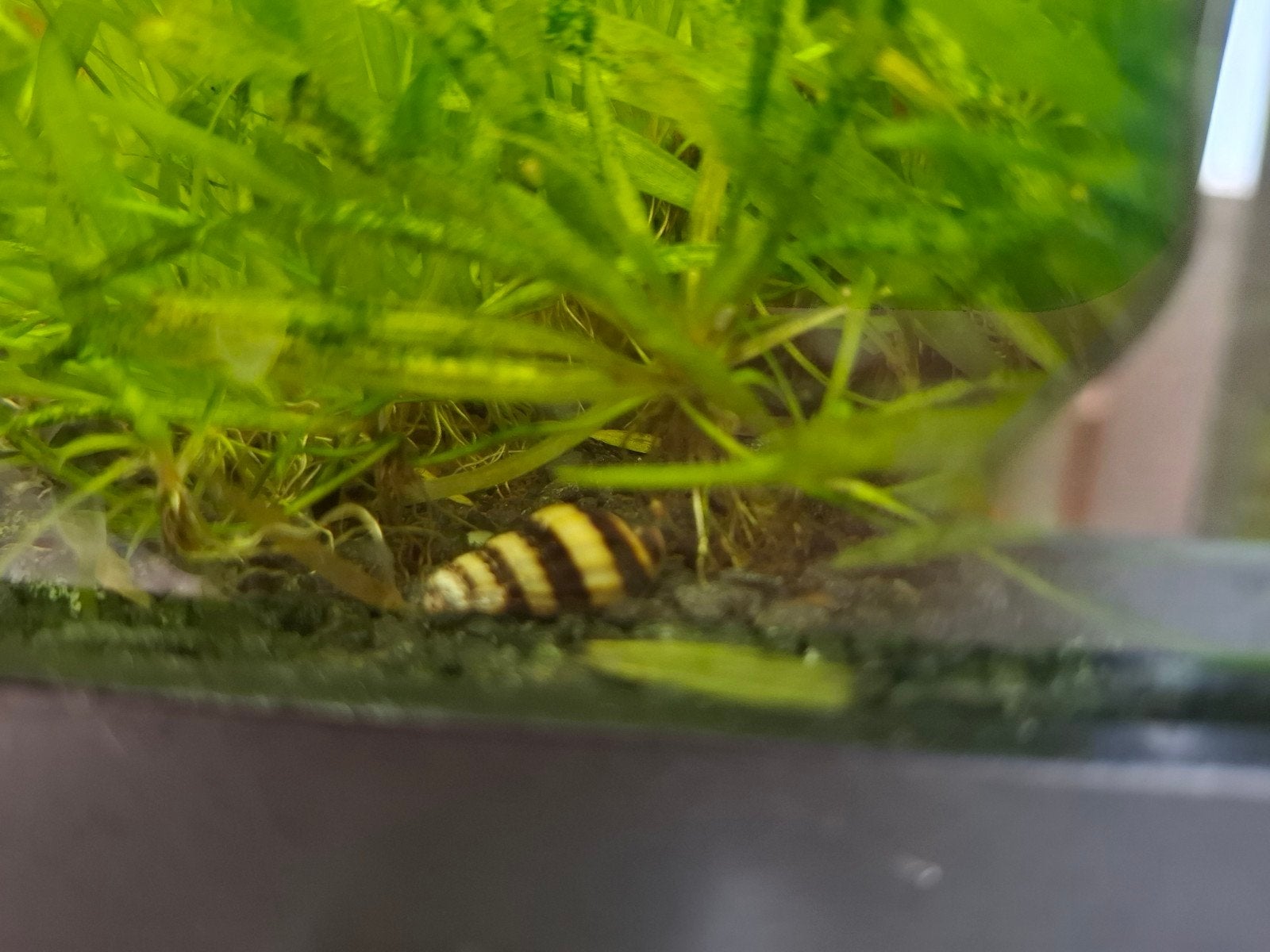 Helena slakken, Dieren en Toebehoren, Vissen | Aquariumvissen, Slak of Weekdier