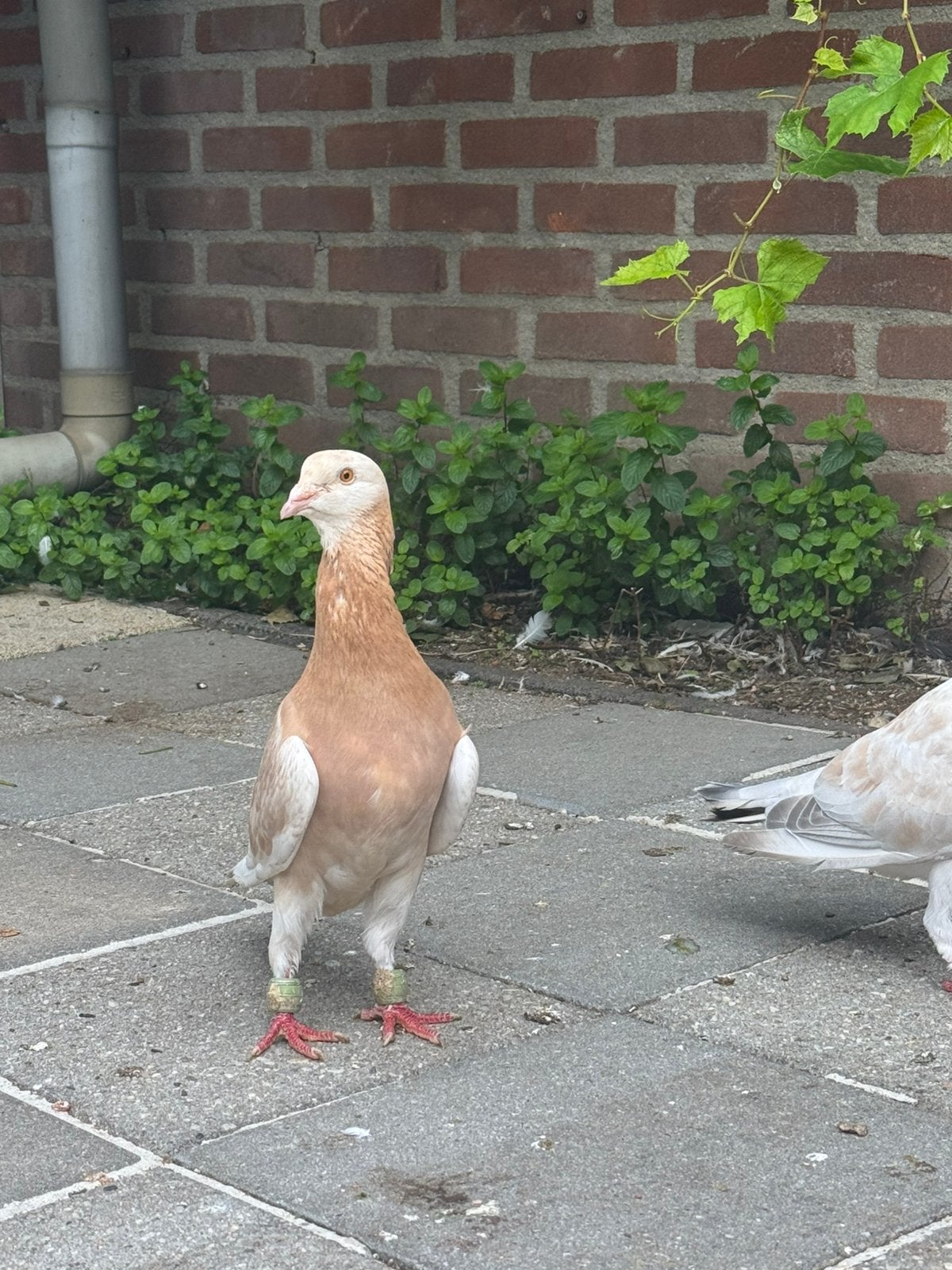 Syrische duiven koppel, Meerdere dieren, Overige soorten