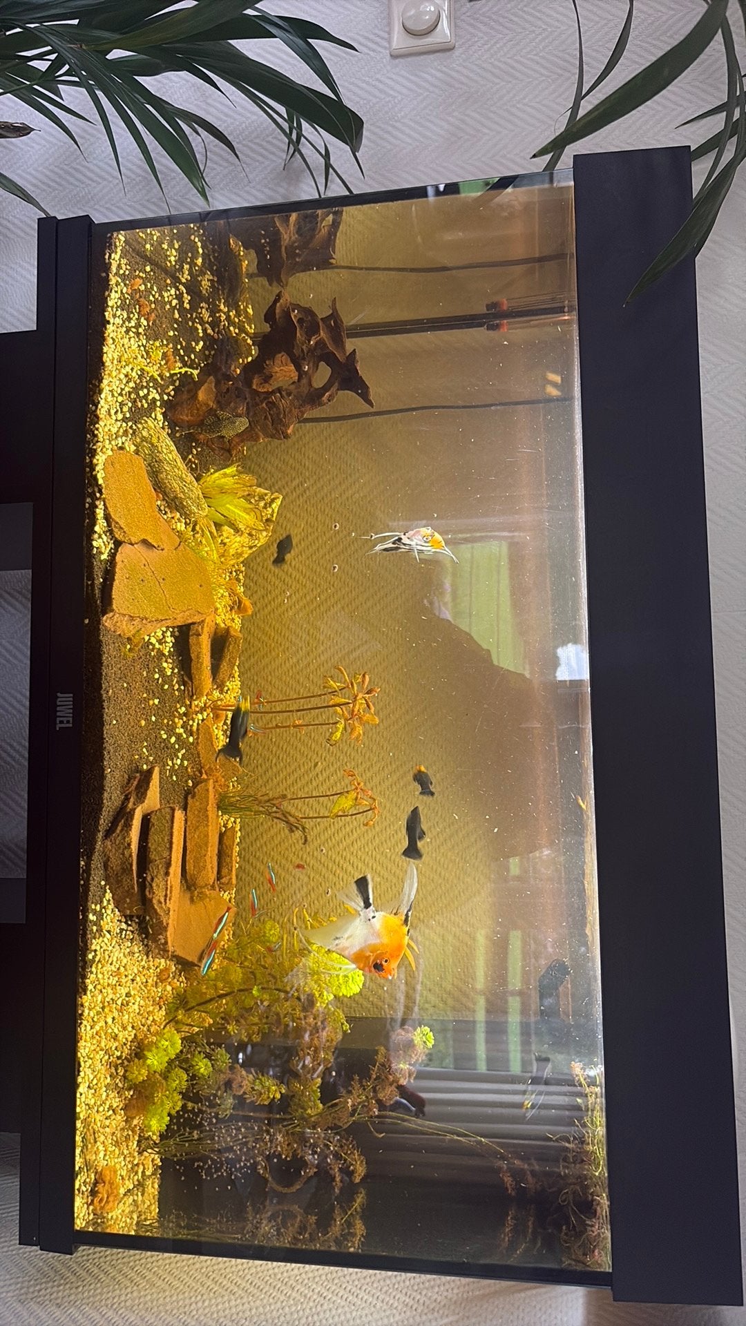 Juwel aquarium 125 liter inclusief meubel te koop., Ophalen, Gebruikt, Gevuld zoetwateraquarium, Inclusief vissen