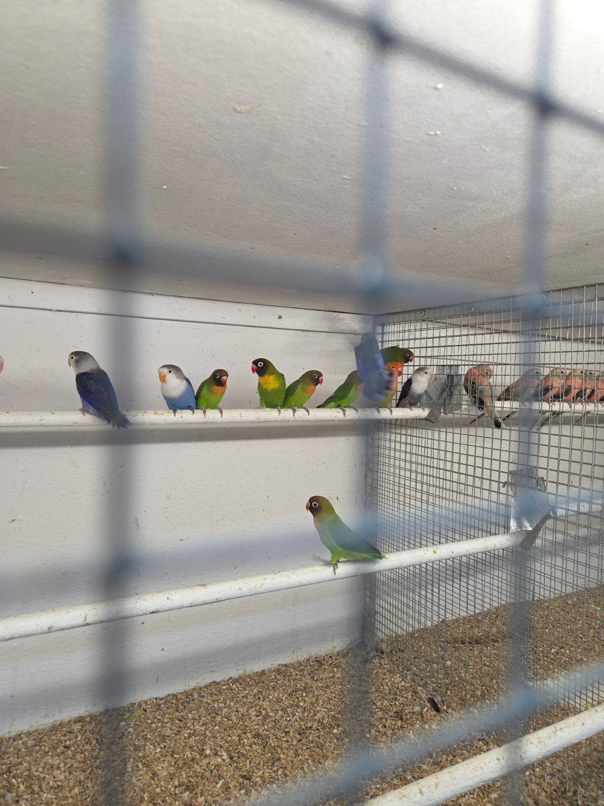 Agapornissen, Meerdere dieren, Dwergpapegaai of Agapornis