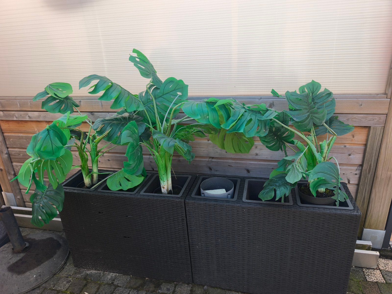 Planten, Tuin en Terras, Planten | Tuinplanten, Ophalen