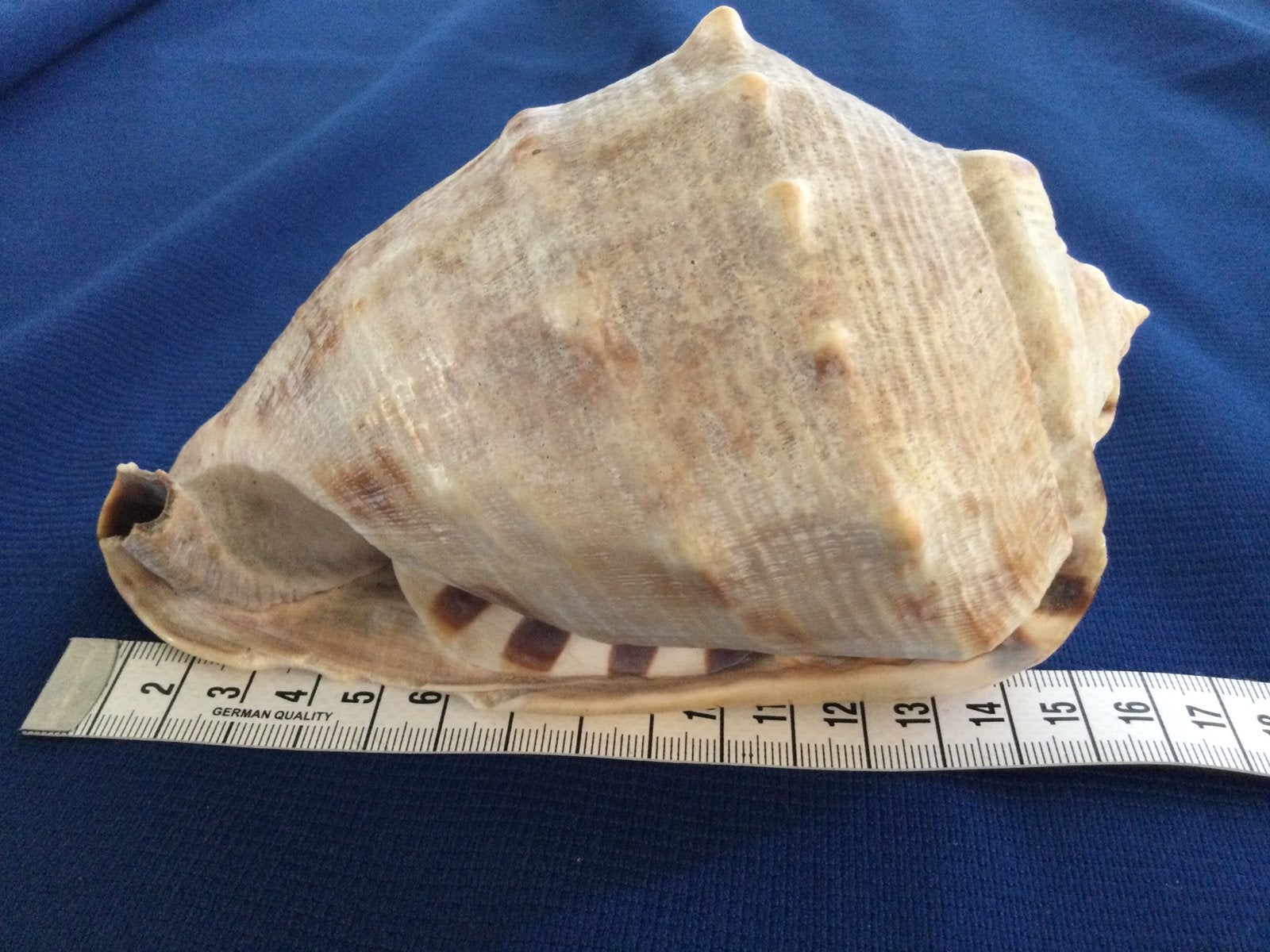 Hoornschelp groot 16x9cm met natuur schade, Ophalen of Verzenden, Schelp(en)