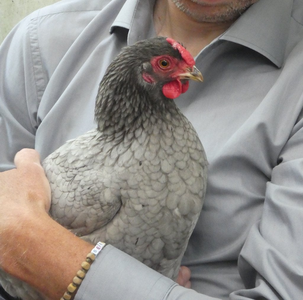 Onze Parel. Een parelgrijze Wyandotte, Dieren en Toebehoren, Vogels | Overige Vogels, Vrouwelijk, Tam