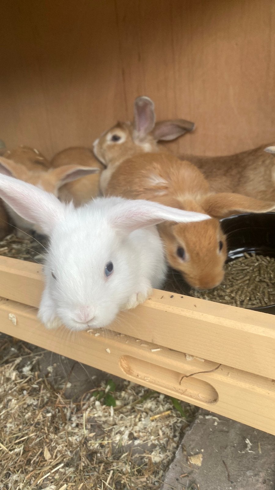Baby dwerg konijnen, Dieren en Toebehoren, Knaagdieren, Juni, Meerdere dieren, Cavia