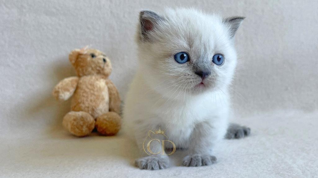 Britse Langhaar kitten Colourpoint met stamboom, Kater, Met stamboom, 0 tot 2 jaar