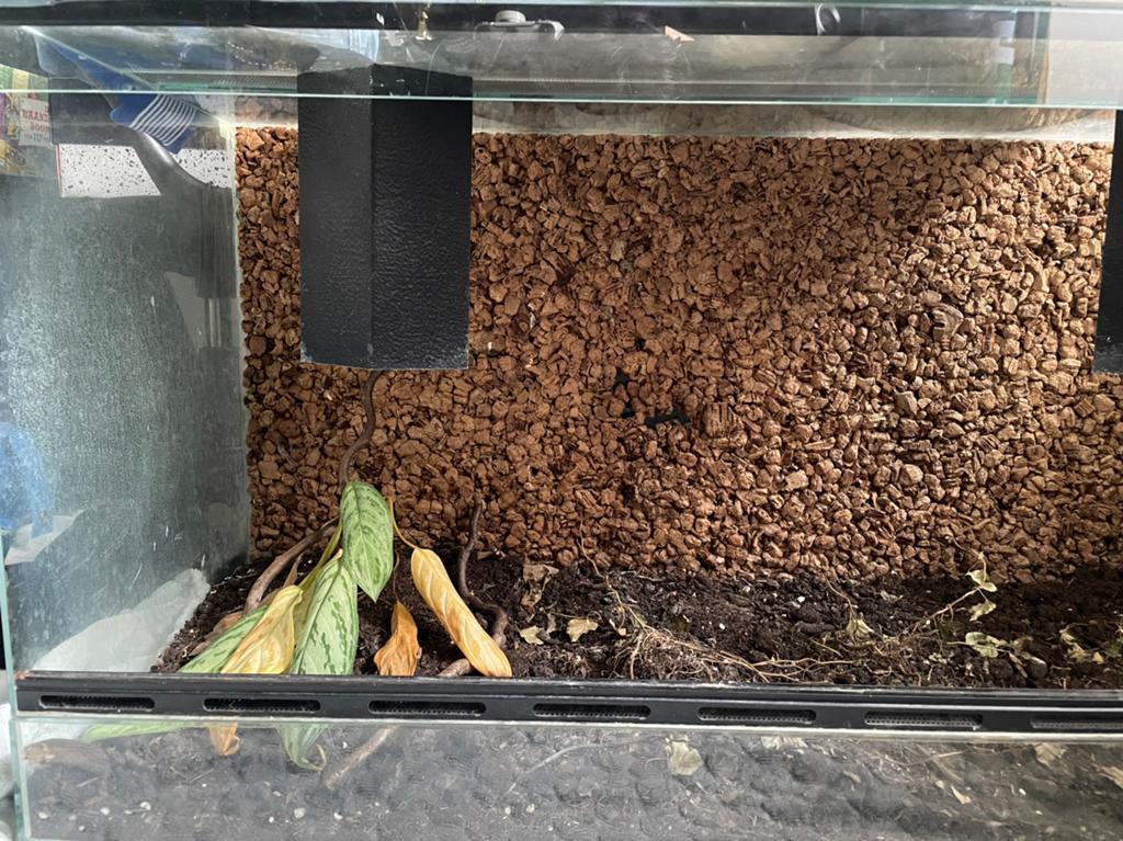 Repticura Terrarium, Ophalen, Gebruikt, Terrarium of Paludarium
