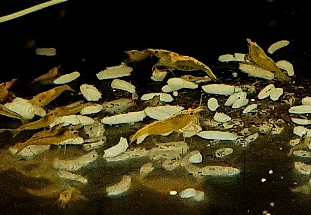 Aquarium garnaaltjes geel neocaridina, Dieren en Toebehoren, Kreeft, Krab of Garnaal, Zoetwatervis, Schoolvis