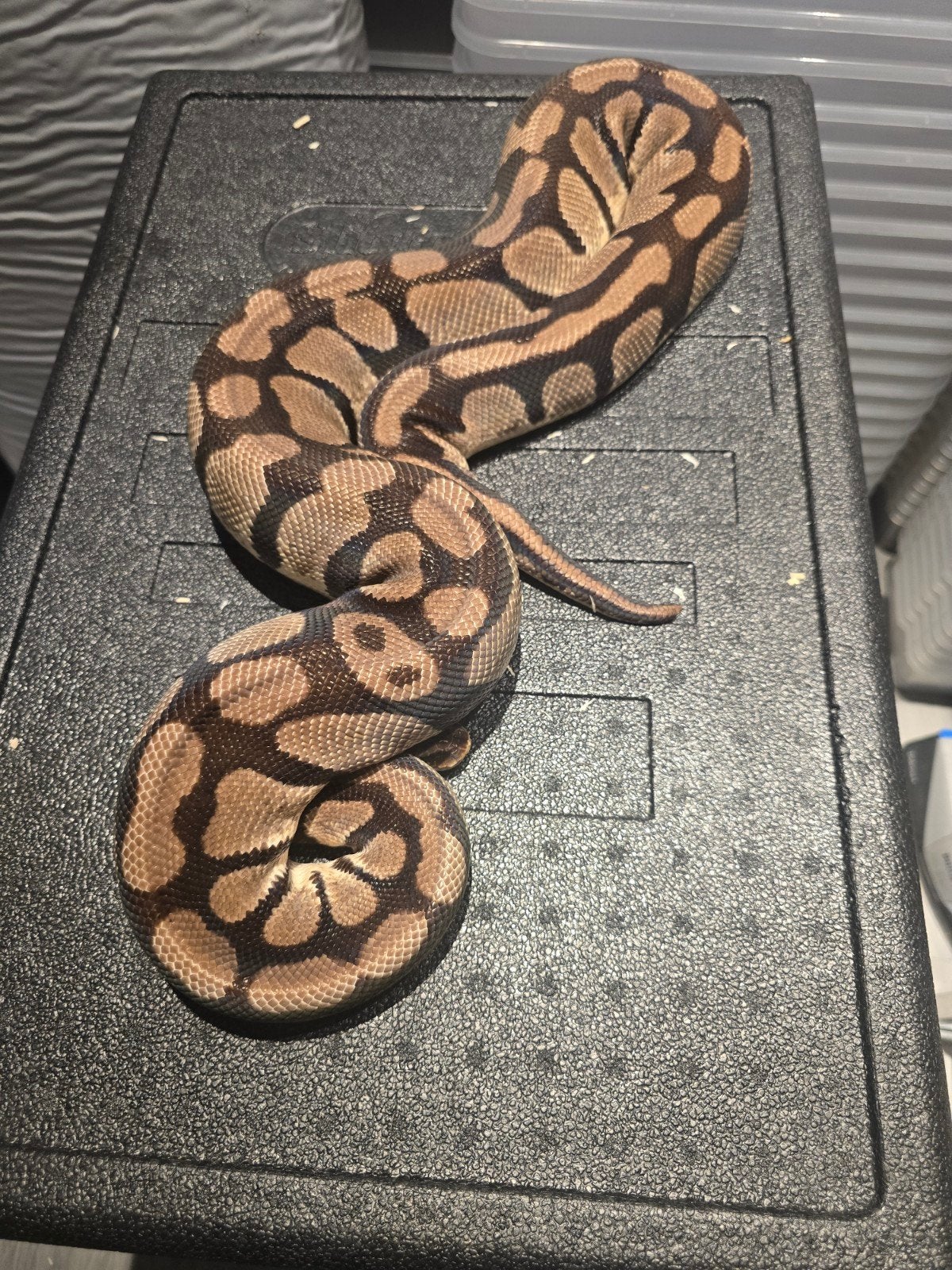 0.1 pastel DH dg pied ball python