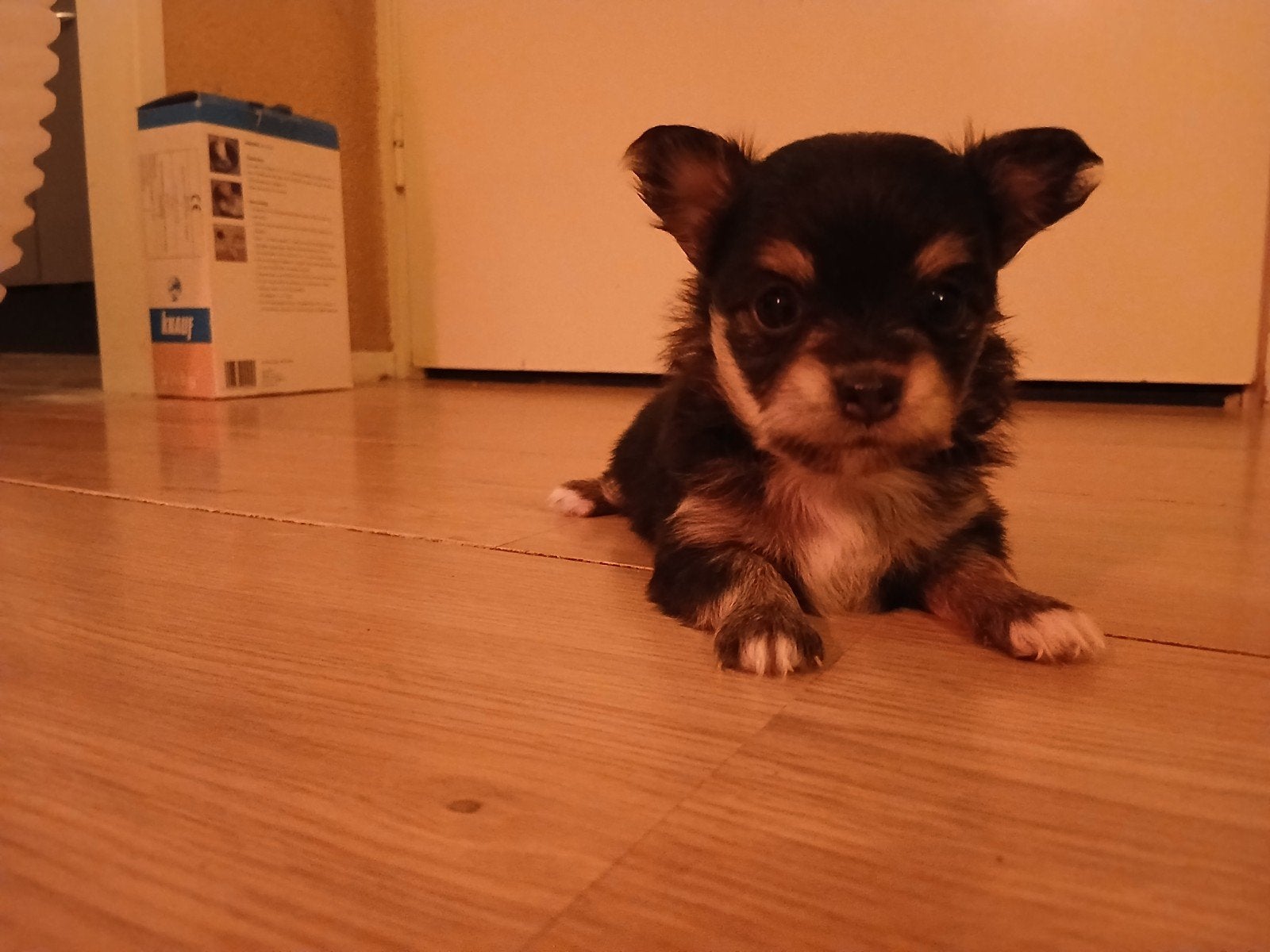 pomsi pups, Dieren en Toebehoren, 8 tot 15 weken, Dwerg, Langhaar, Meerdere