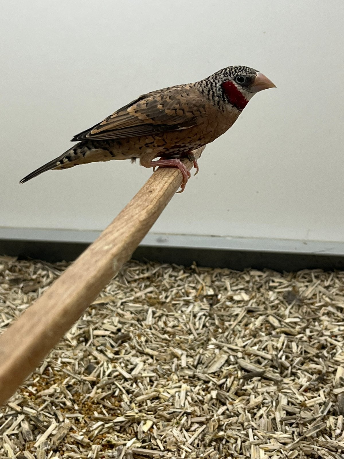 Bandvink 1-0, Dieren en Toebehoren, Mannelijk, Tropenvogel, Geringd