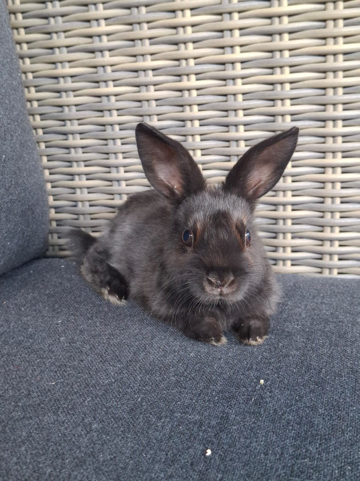 super lieve en tamme dwergkonijntjes, Mannelijk, Dwerg, 0 tot 2 jaar