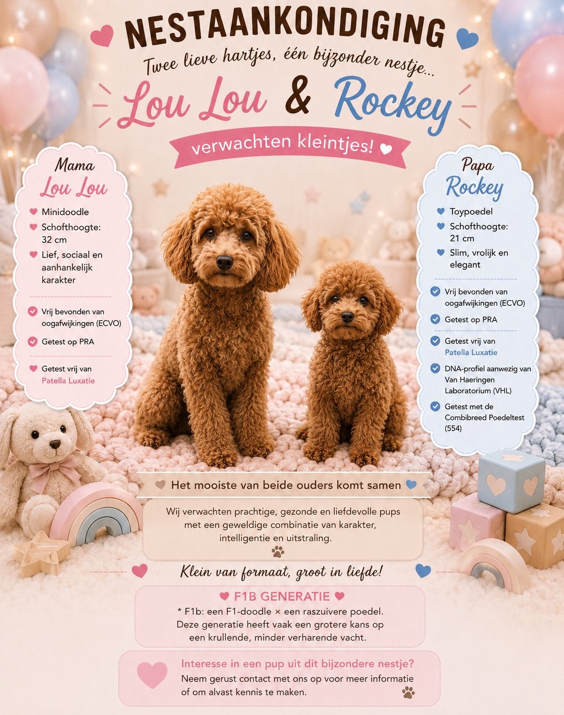 Mini Doodle x Toypoodle, Parvo, 8 tot 15 weken, Meerdere, Meerdere dieren