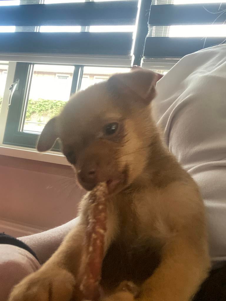 Pincher x pomeriaan pups, Yorkshire Terriër, 8 tot 15 weken, Parvo, Meerdere