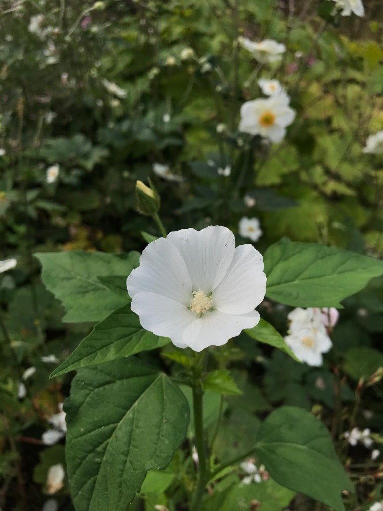 Lavatera, Overige soorten, Volle zon, Eenjarig, Ophalen of Verzenden
