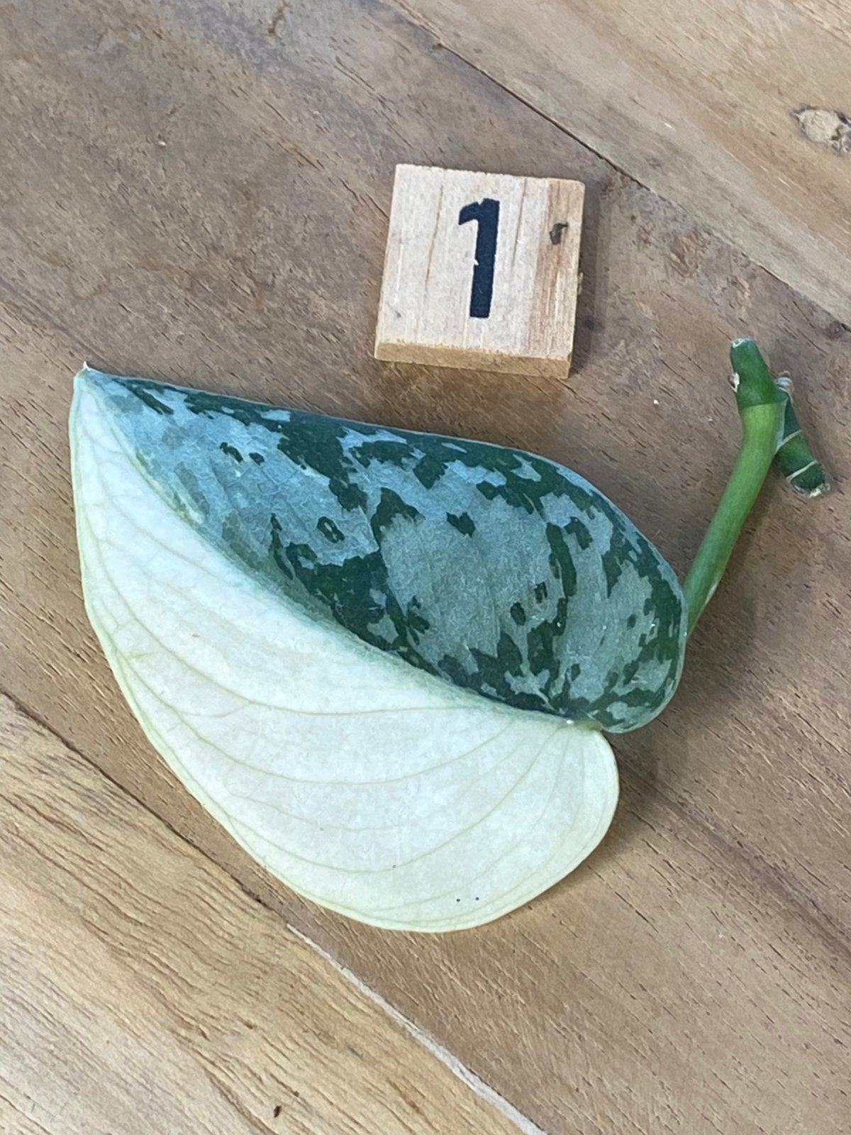 Scindapsus Mayari Variegata #1, Huis en Inrichting, Kamerplanten, Minder dan 100 cm, Halfschaduw, Ophalen of Verzenden
