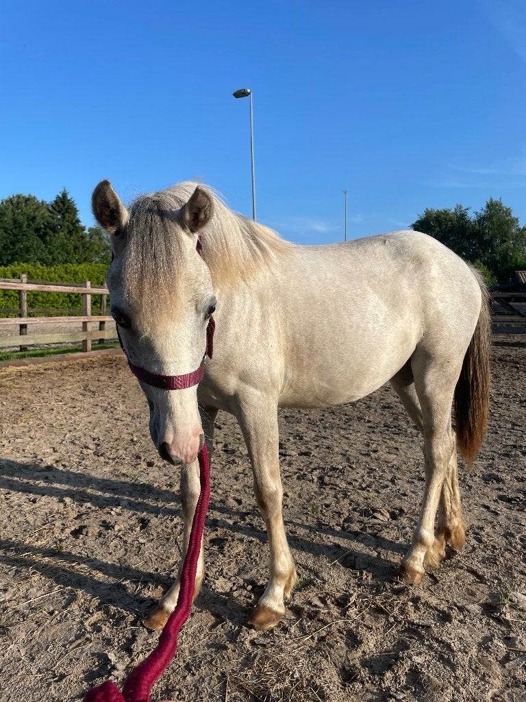 Sara   lieve D-welsh jaarling zoekt haar gouden stalletje, Merrie, Minder dan 160 cm, Gechipt, 0 tot 2 jaar