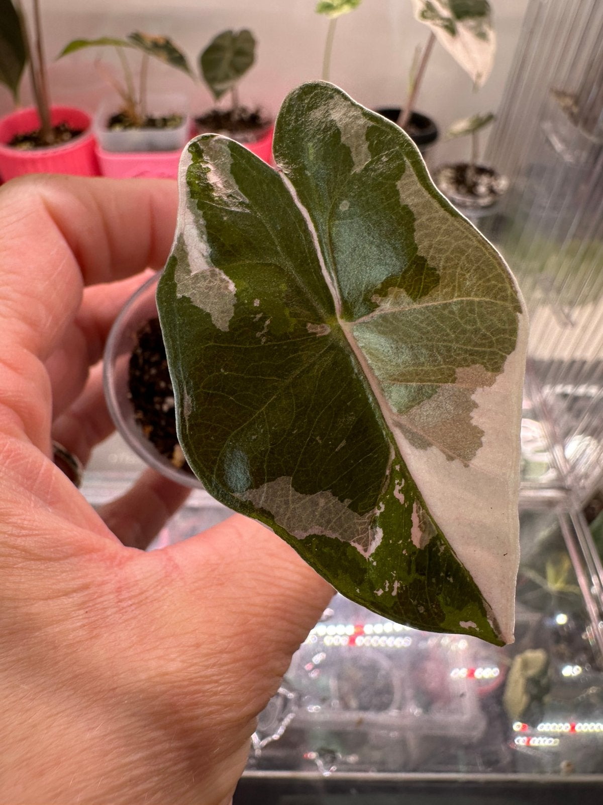 Alocasia pseudo sanderiana pink variegata, Huis en Inrichting, Ophalen of Verzenden, Halfschaduw, Minder dan 100 cm