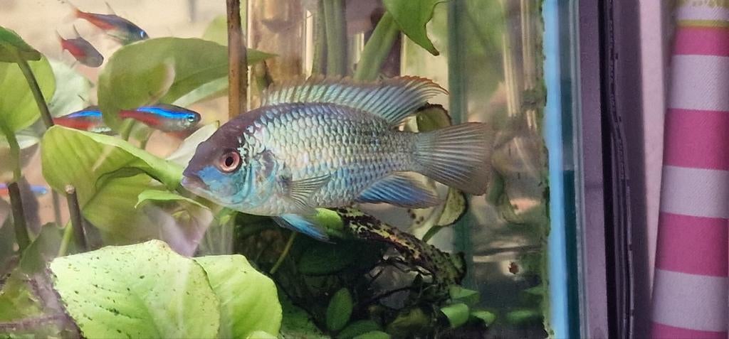 acara electric blue  cichliden  zoekt een lief pleeg gezin.., Dieren en Toebehoren, Vissen | Aquariumvissen, Vis