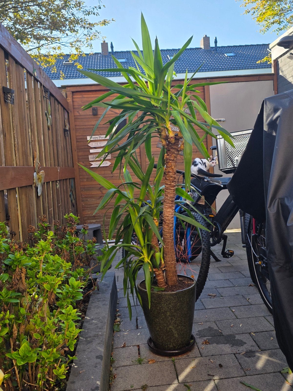 Grote Yucca plant met stam van 90cm, Tuin en Terras, Volle zon, Vaste plant, Bloeit niet, Ophalen