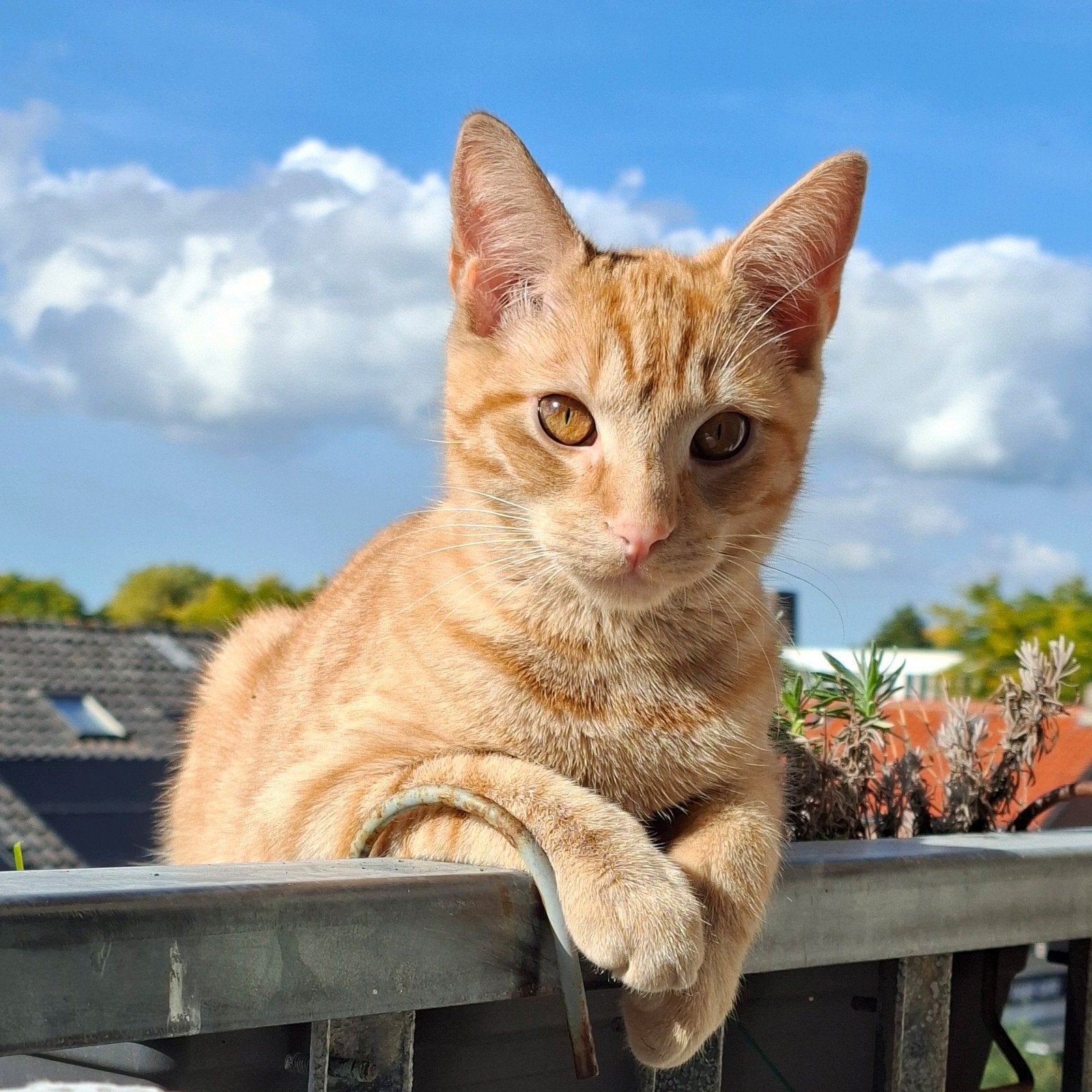 Gratis gecastreerde kater, Kater, Ontwormd, 0 tot 2 jaar
