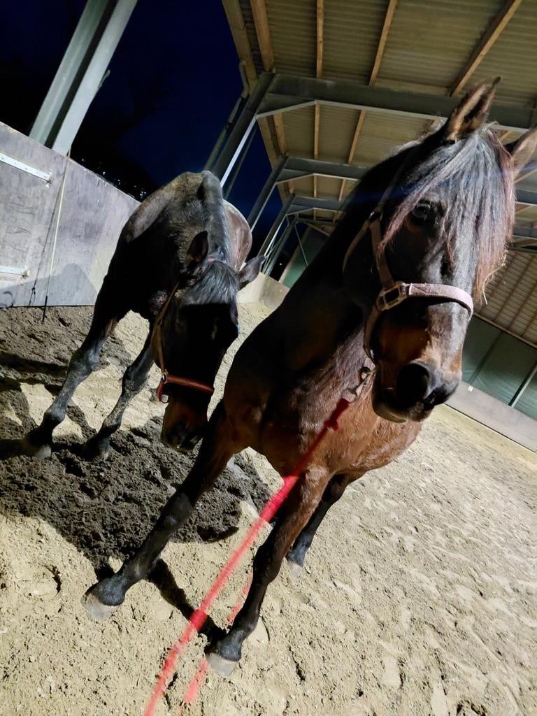 2 paarden opzoek naar wordt bijdrage gevraagd  geen klusjes, Ophalen of Verzenden