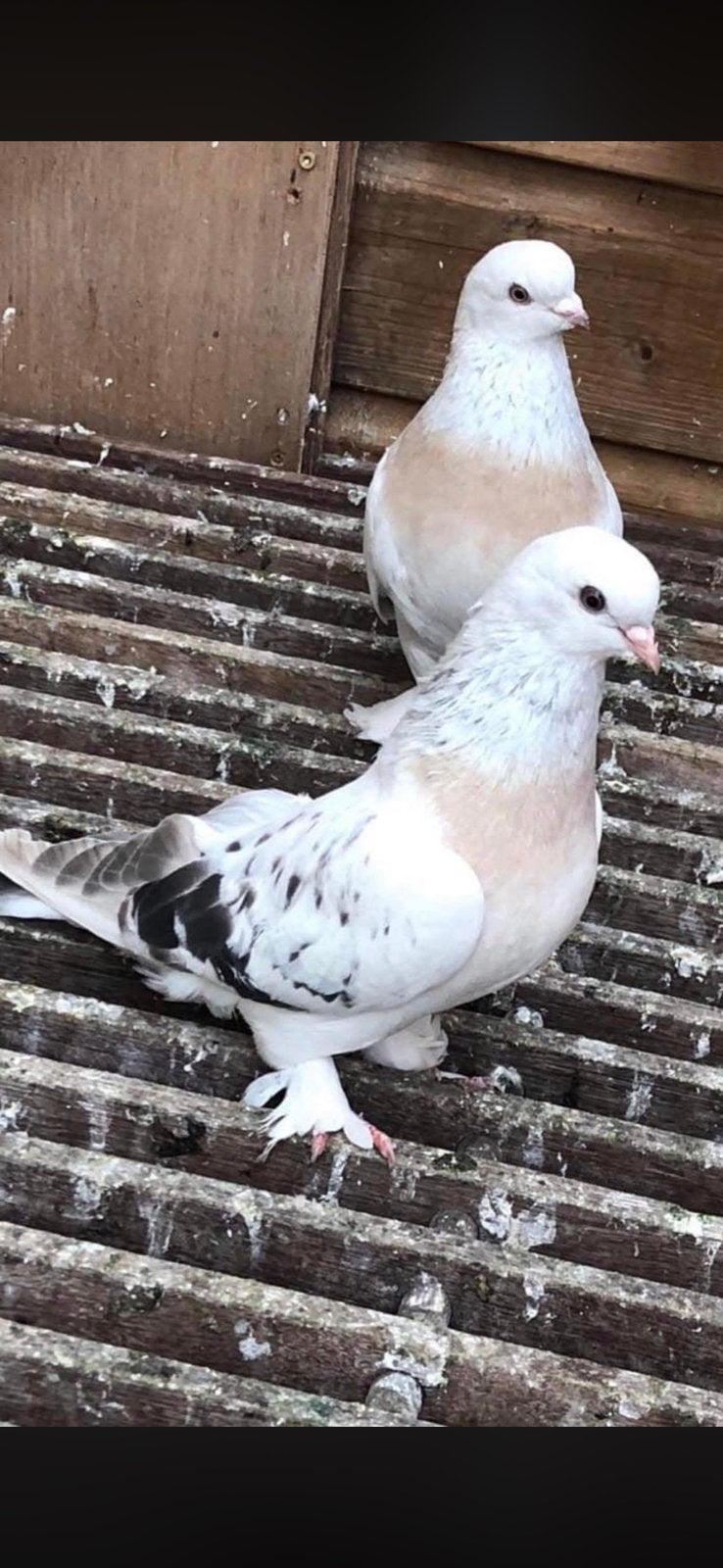 Takla, Dieren en Toebehoren, Vogels | Duiven