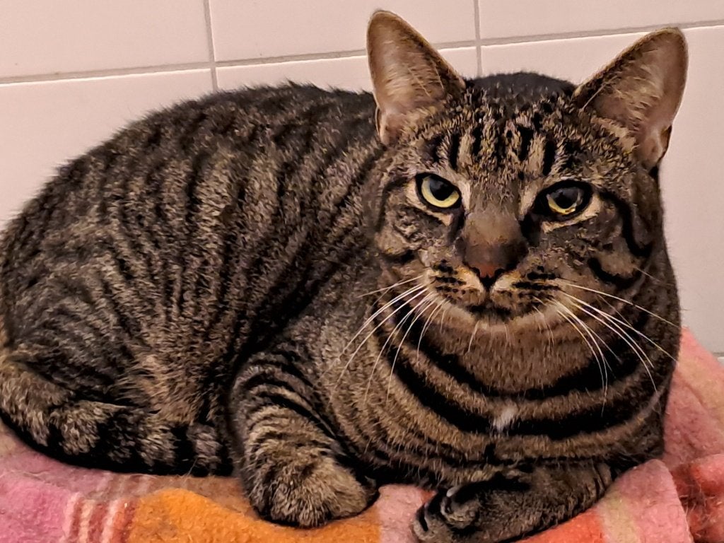 Zeytin 3jr. Kroeler/rustig/bescheiden/zoekt rustig thuis, Kater, Kortharig, 3 tot 5 jaar