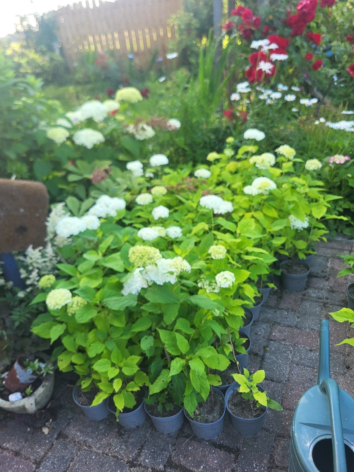 Annabelle, Ophalen, Hortensia, Minder dan 100 cm