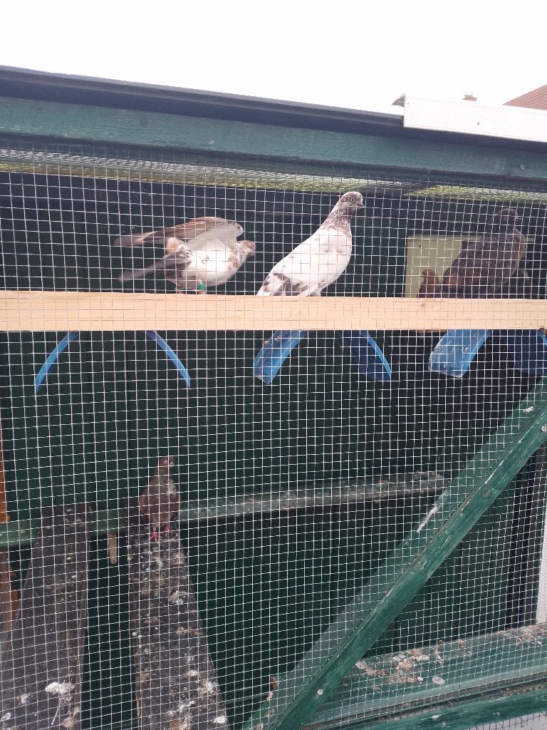 Duiven te koop, Meerdere dieren, Tuimelaar of Roller