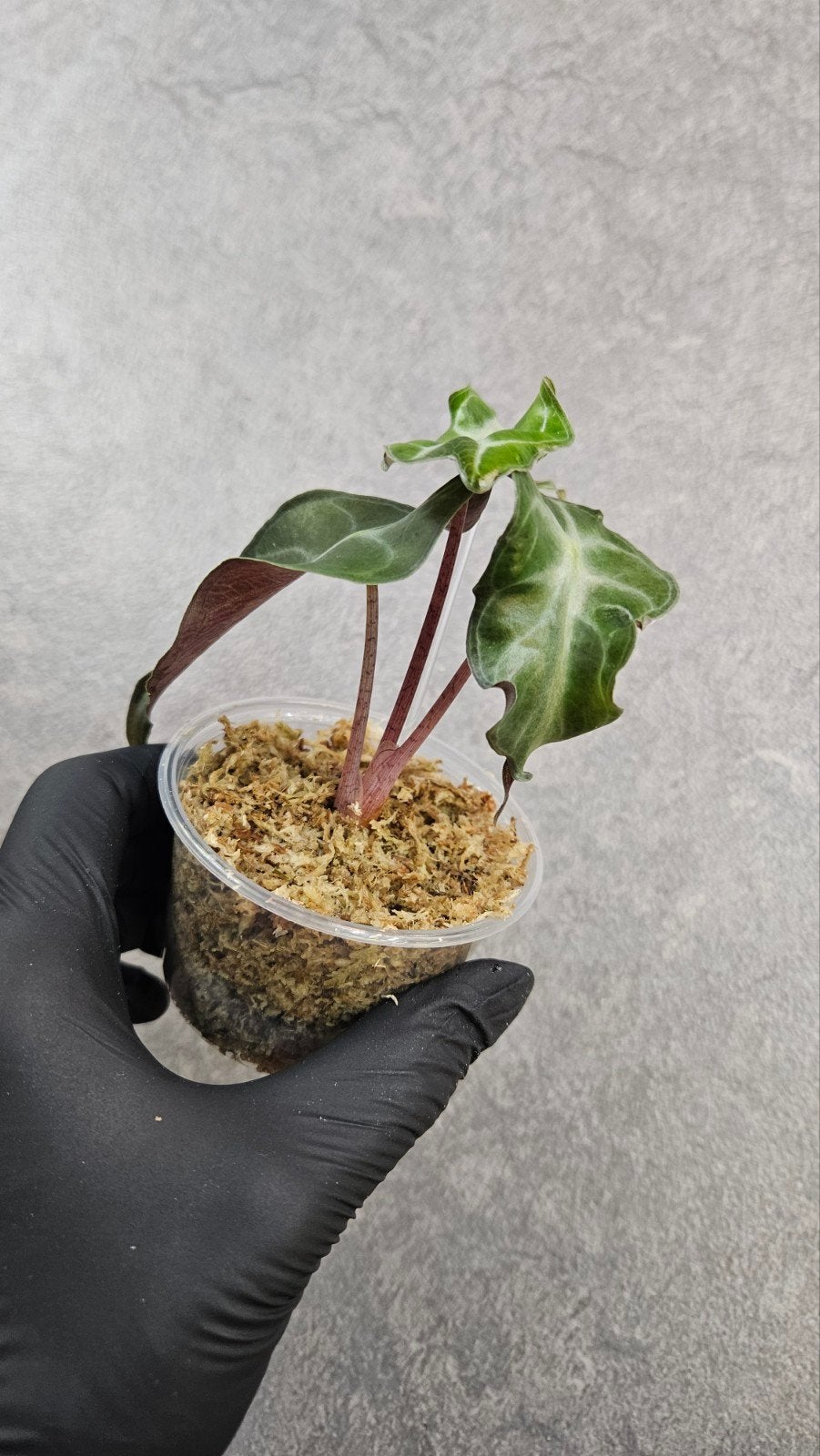 Alocasia 'Venom', Ophalen of Verzenden, Halfschaduw, Minder dan 100 cm