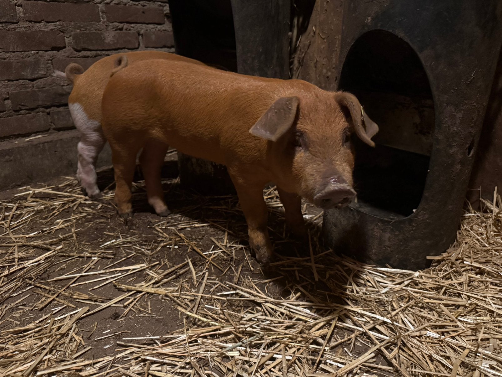 Duroc biggen te koop, Meerdere dieren