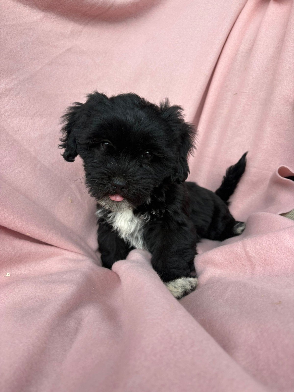 nog 1 Mooie Shihpoo pup Mag VERHUIZEN, Parvo, Overige rassen, 8 tot 15 weken, Meerdere