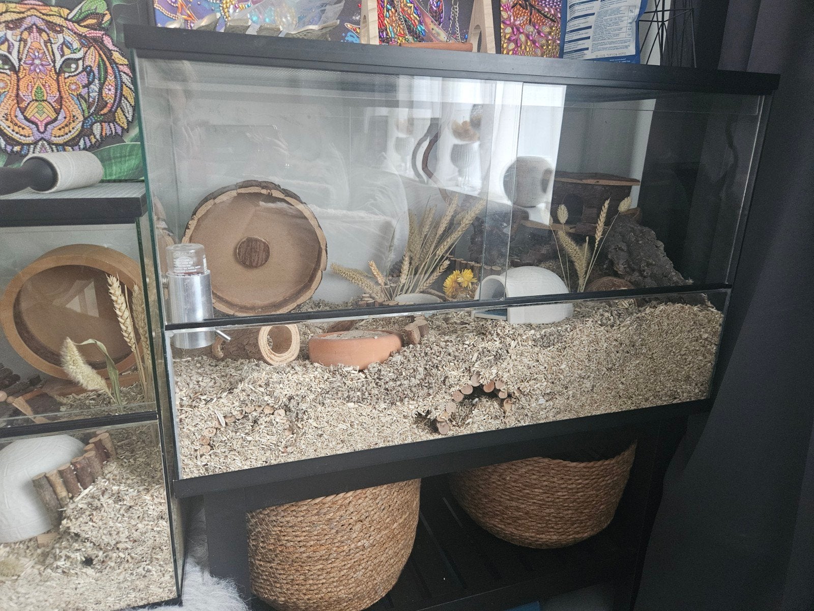 Hamsters en toebehoren, Oktober