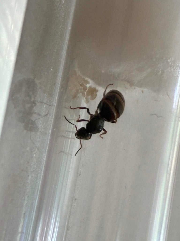 lasius niger met broed, Dieren en Toebehoren, Insecten en Spinnen, Mieren