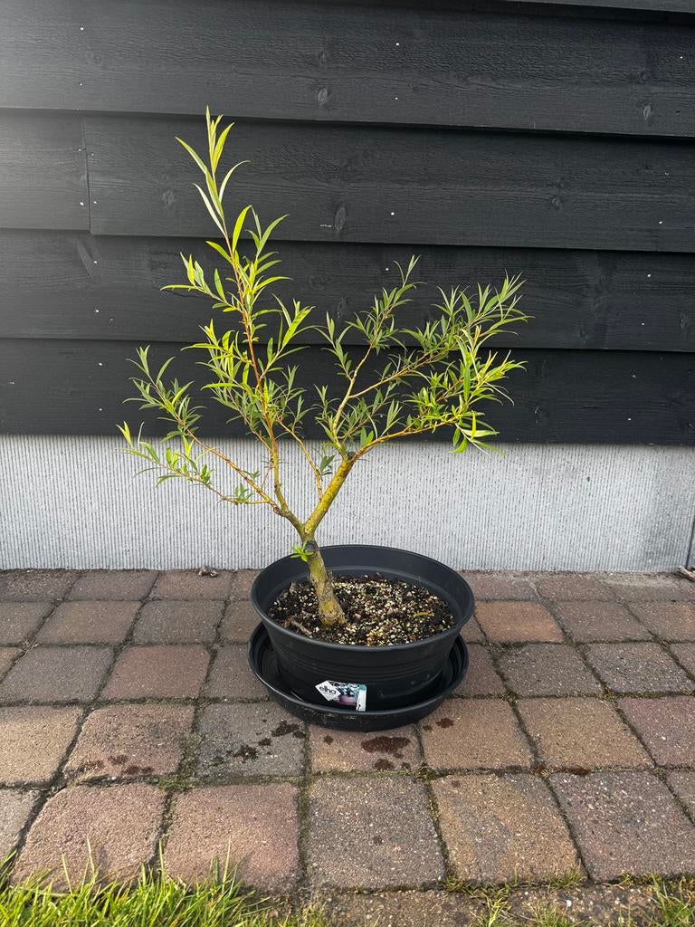 Treurwilg, Tuin en Terras, Planten | Bomen, Bloeit niet, Minder dan 100 cm, Ophalen, In pot