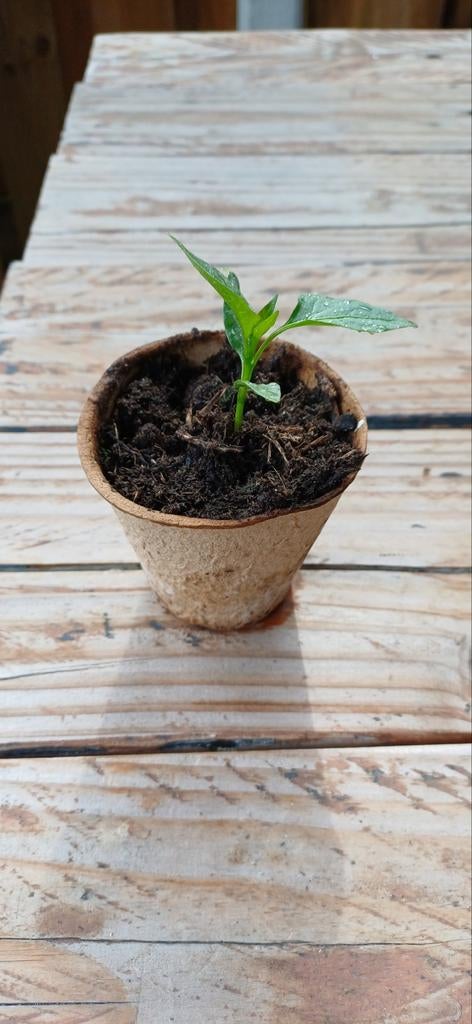 Diverse moestuin zaailingen, tomaten, paprika, bleekselderij, Tuin en Terras, Planten | Tuinplanten, Ophalen, Eenjarig, Groenteplanten