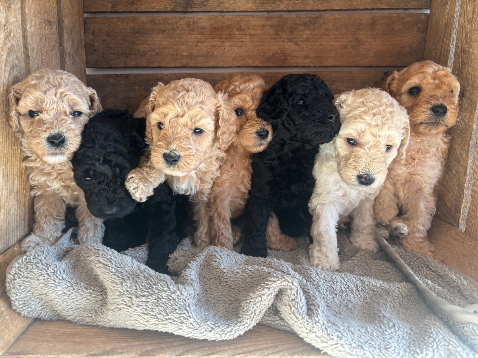 Australian Labradoodle Multigen Mini/Medium, Dieren en Toebehoren, 8 tot 15 weken, Meerdere, CDV (hondenziekte), Nederland