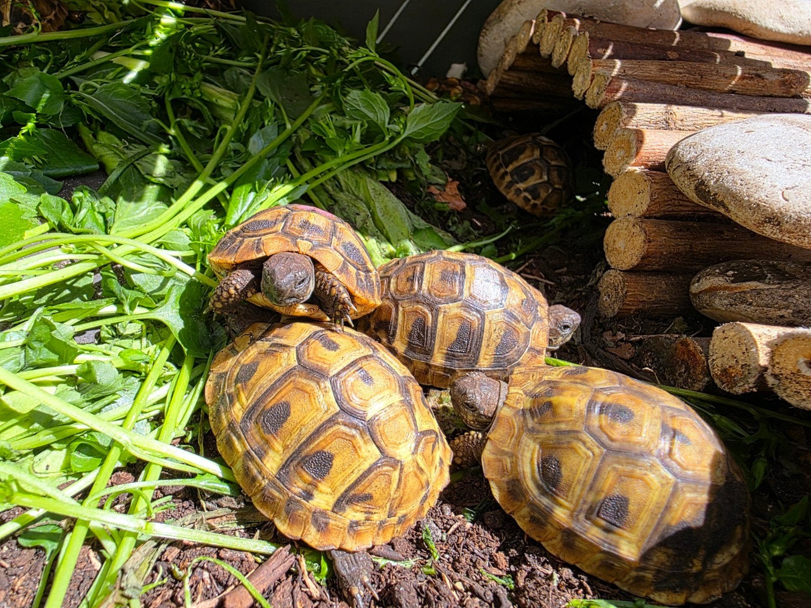 Griekse landschildpad Tortoise - unknown for sale from Jolanda