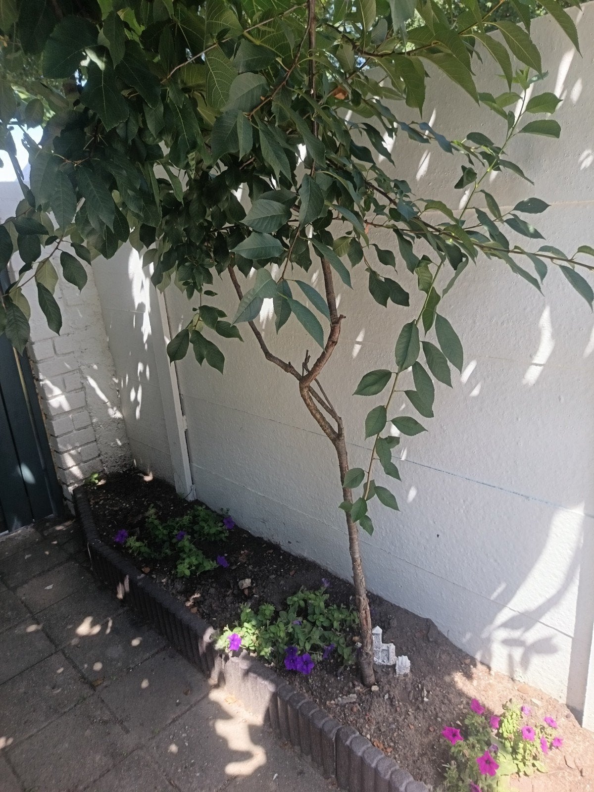 Gratis kersenboom., Tuin en Terras, Planten | Bomen, Ophalen of Verzenden, Halfschaduw, Overige soorten, 100 tot 250 cm