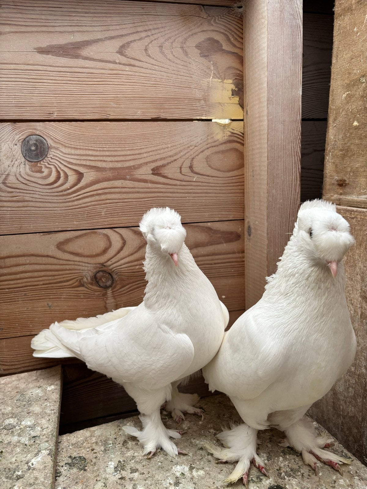 Takla, Dieren en Toebehoren, Meerdere dieren, Tuimelaar of Roller