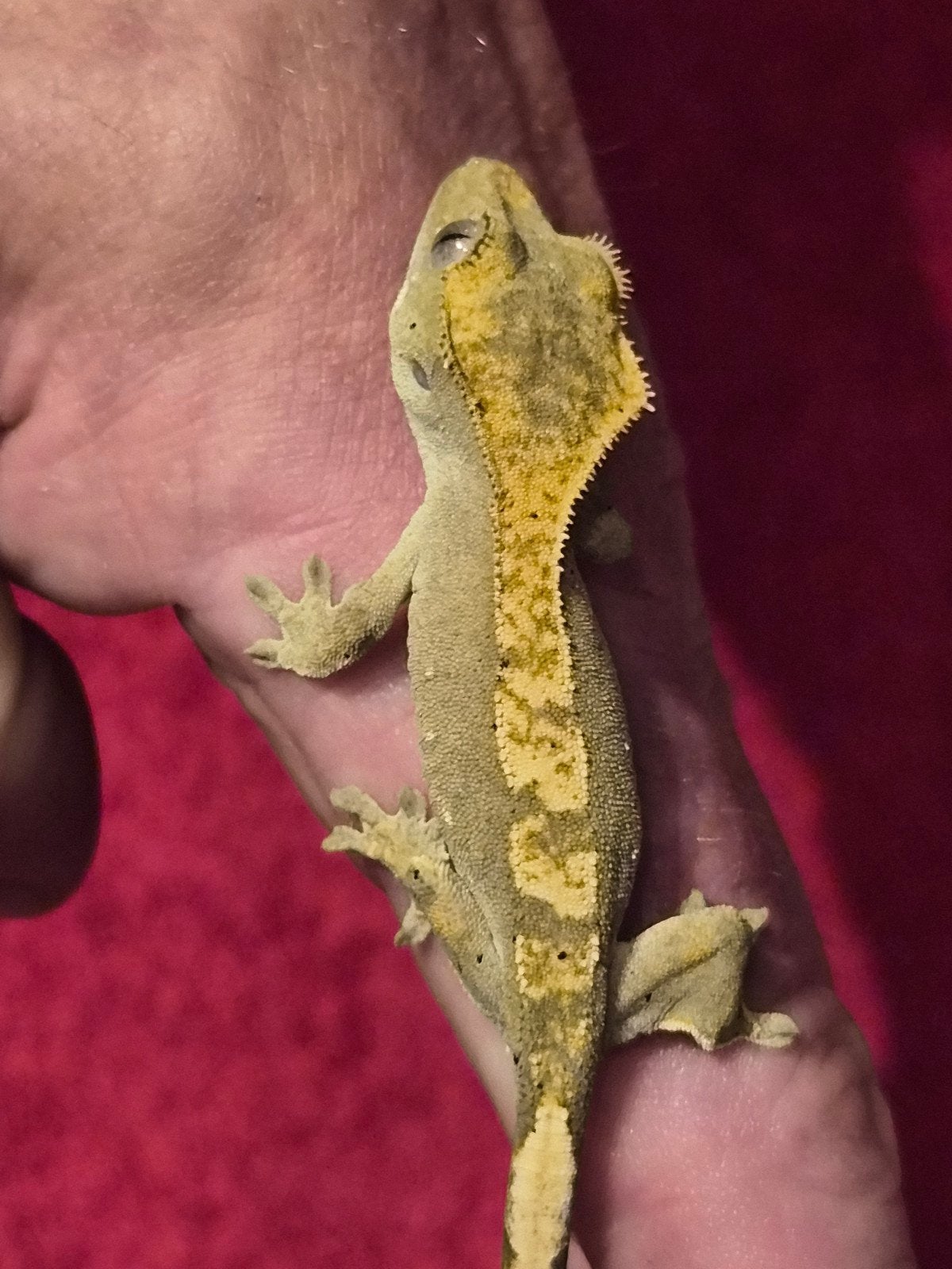 wimper gekko BJ Crested Gecko photo 3