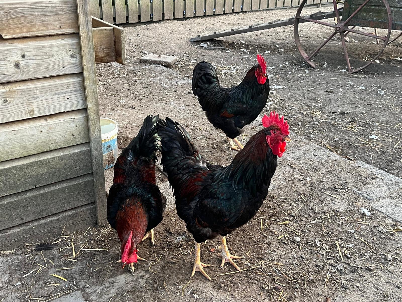 TE KOOP DUBBEL GEZOOMDE BARNEVELDER HANEN, Dieren en Toebehoren, Mannelijk, Kip