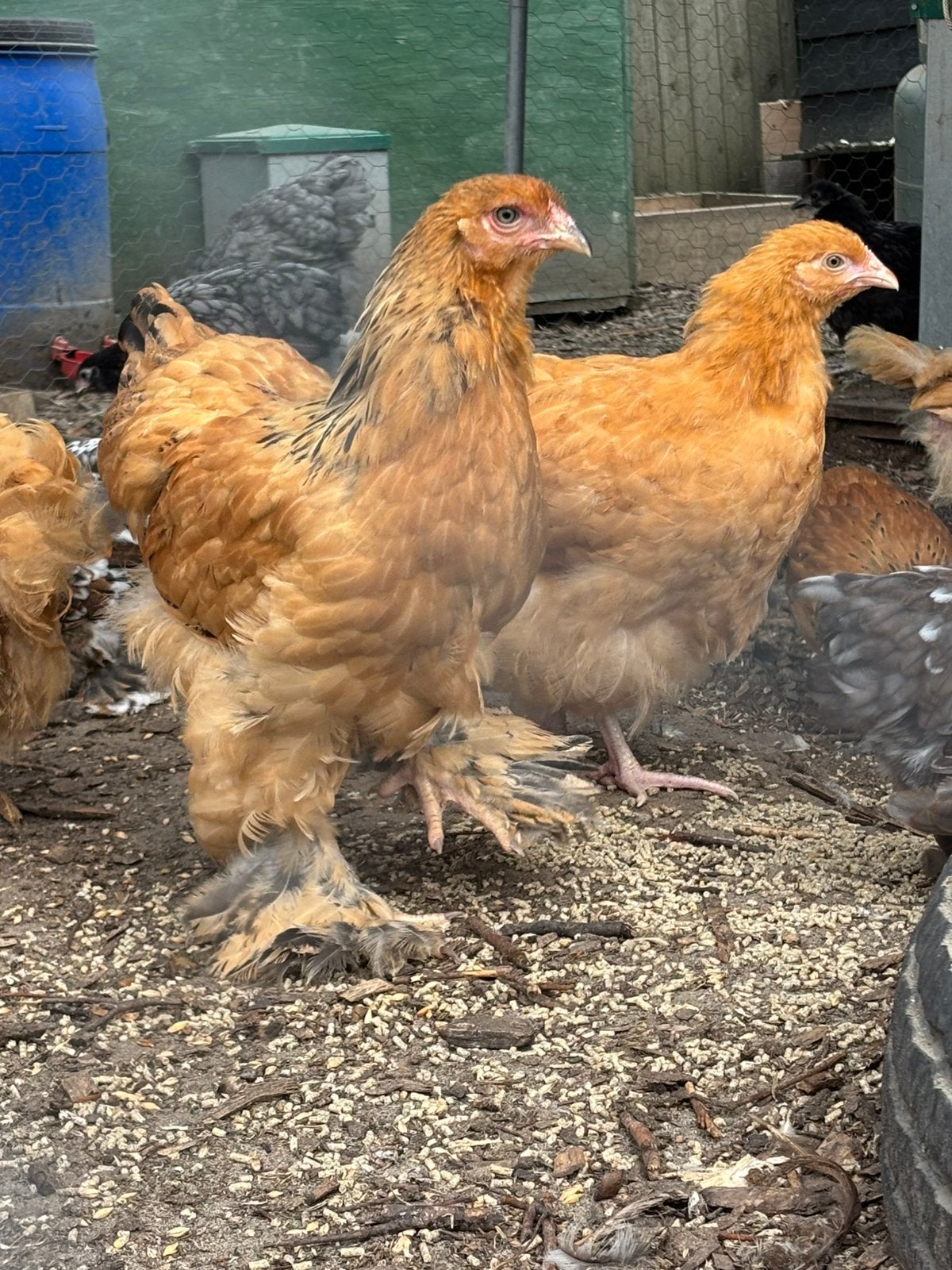 Brahma hennen te koop, Dieren en Toebehoren, Pluimvee, Vrouwelijk, Kip