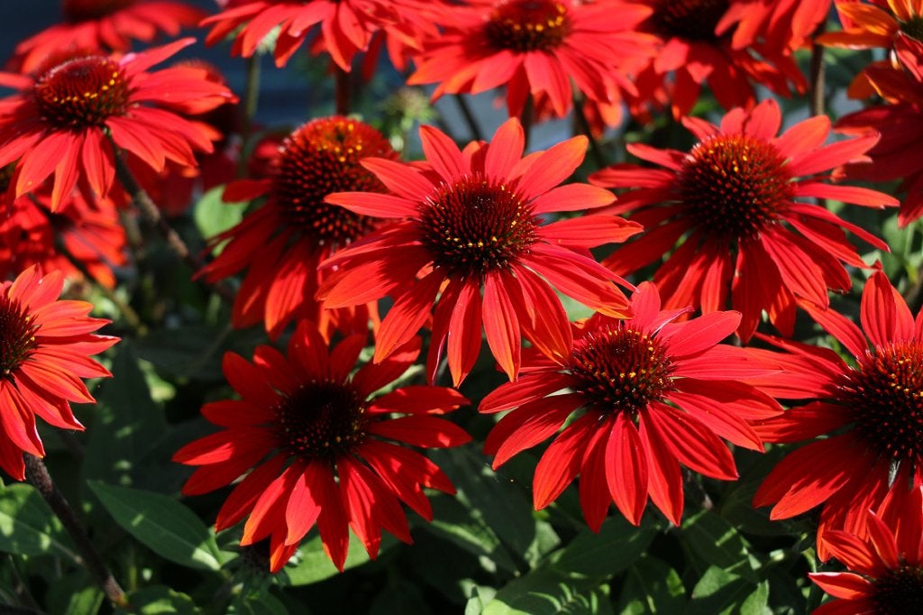 Echinacea purpurea lakota, zonnehoed, vaste plant,sierplant, Ophalen, Overige soorten, Volle zon