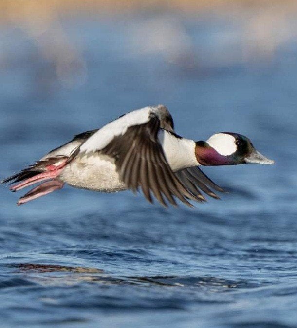 Buffelkop eenden, Dieren en Toebehoren, Pluimvee, Meerdere dieren, Eend