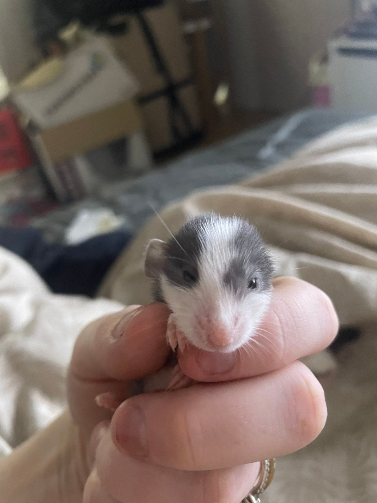 Rittens, Dieren en Toebehoren, Rat, Meerdere dieren, Tam, September