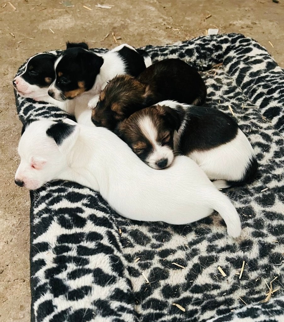 Jack Russel pups (moeder Jack - vader Jack # dwergpincher), Parvo, België, Particulier, Jack Russell Terriër