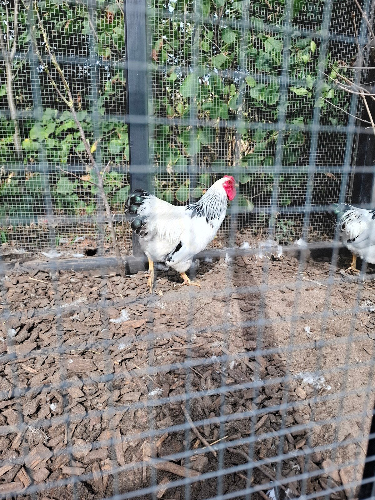 mooie wyandotte kriel haantje, Dieren en Toebehoren, Mannelijk, Kip